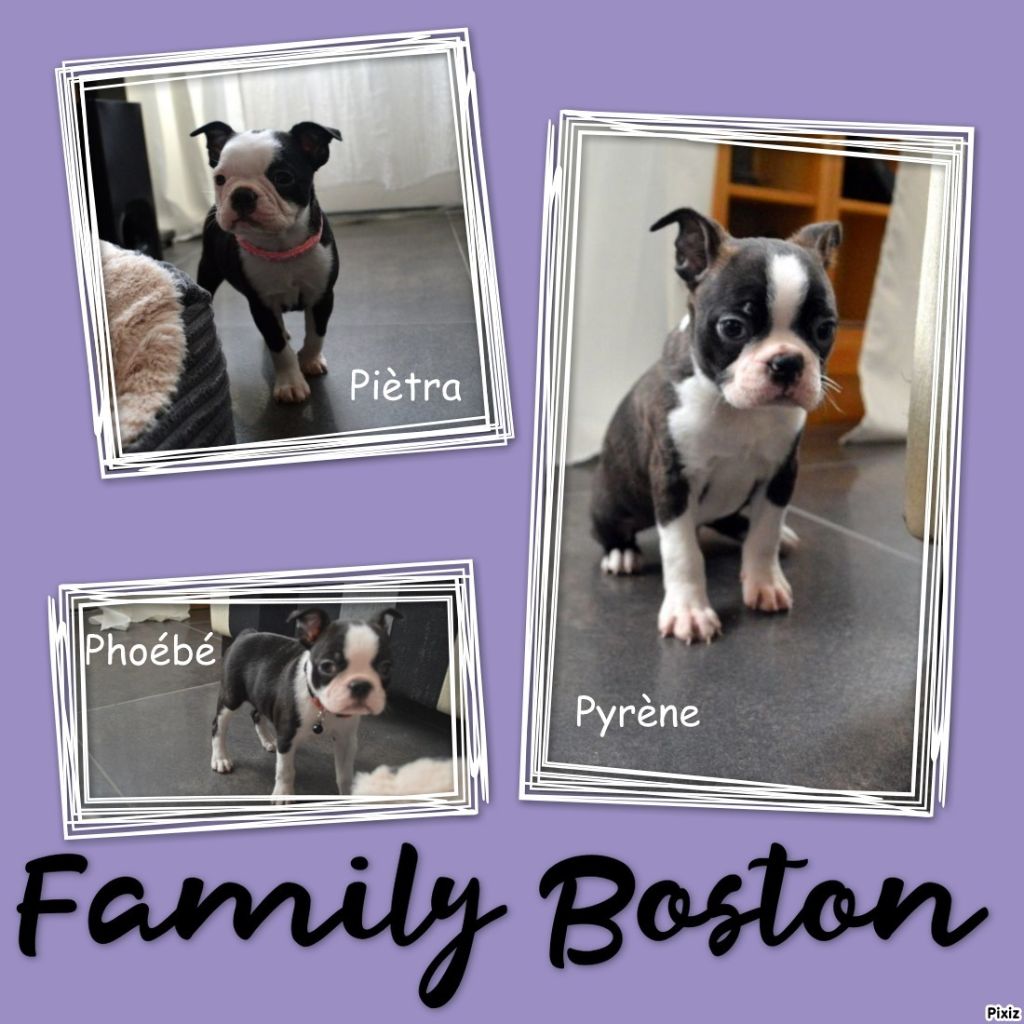 de la Closerie Deval - Chiots Boston Terriers de 8 semaines