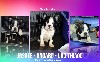  - Chiots Boston Terriers