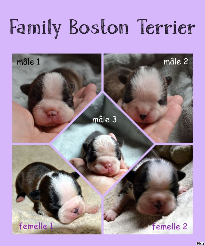 de la Closerie Deval - Chiots Boston Terriers de 1 semaine