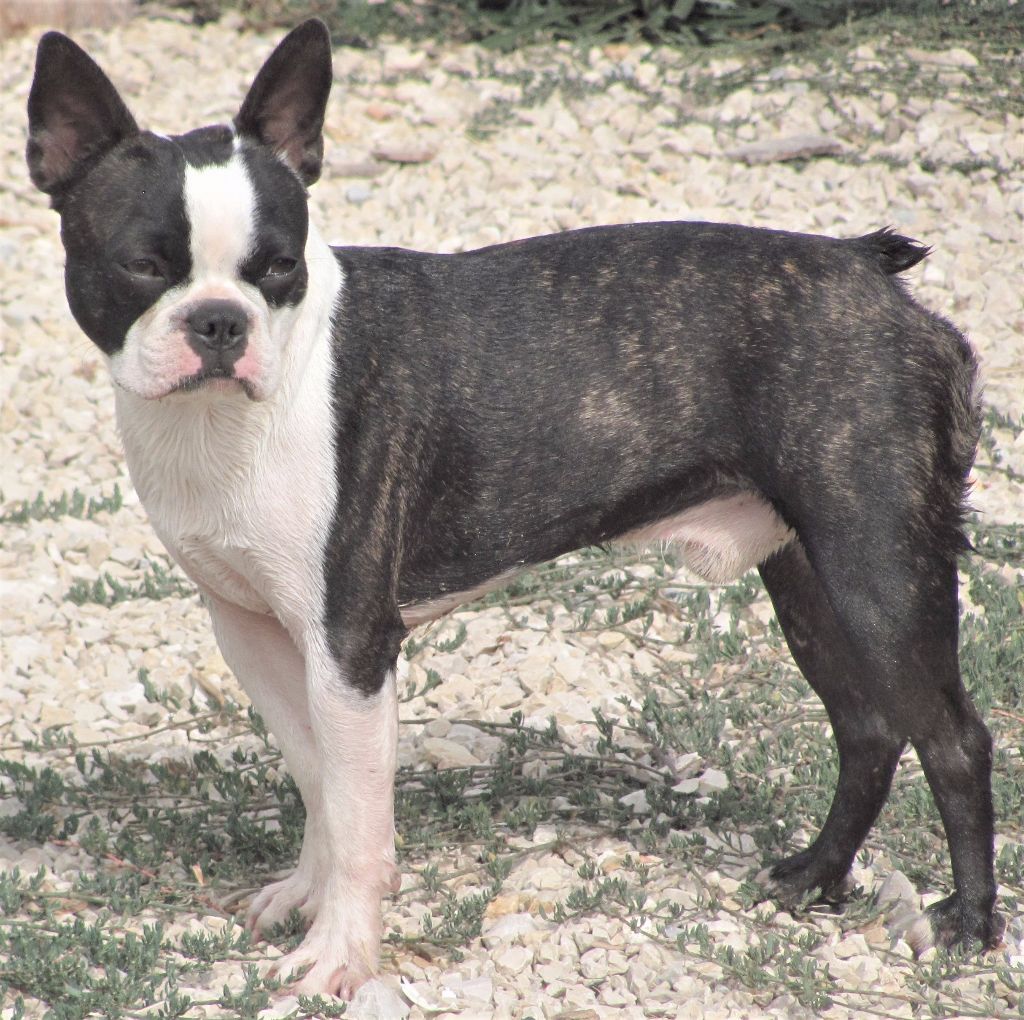 Memphis de la Closerie Deval
