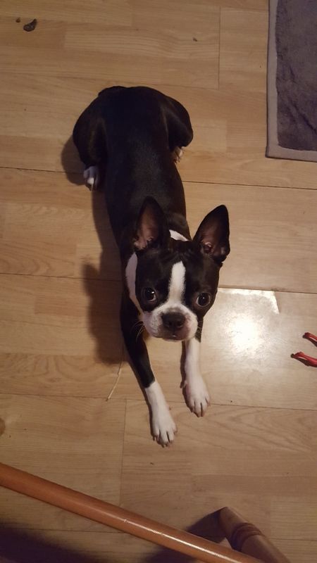 Odie de la Closerie Deval