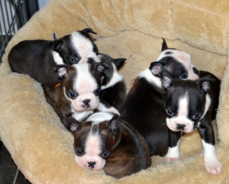 de la Closerie Deval - Chiots Boston Terriers de 5 semaines