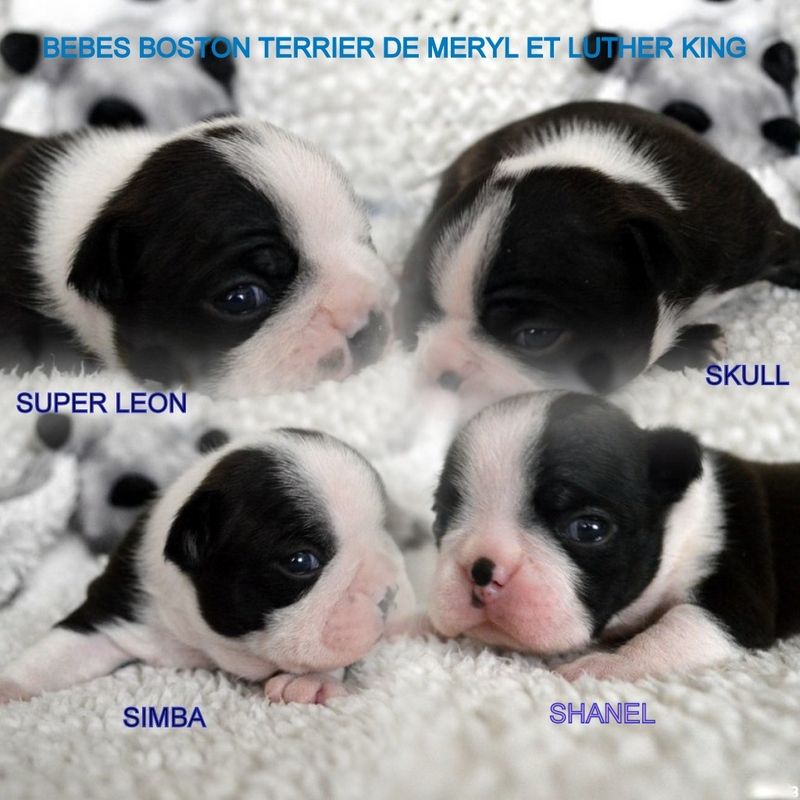 de la Closerie Deval - Bébés Boston Terriers