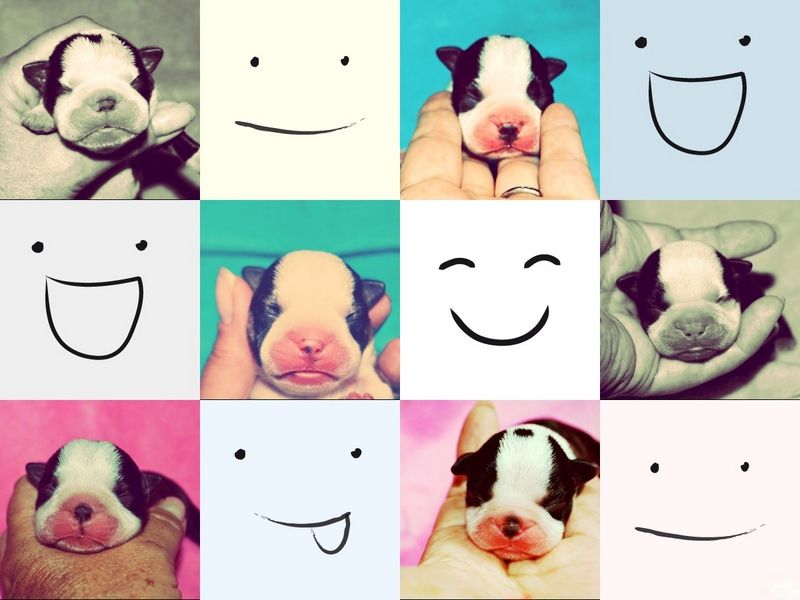 de la Closerie Deval - Chiots Boston Terriers