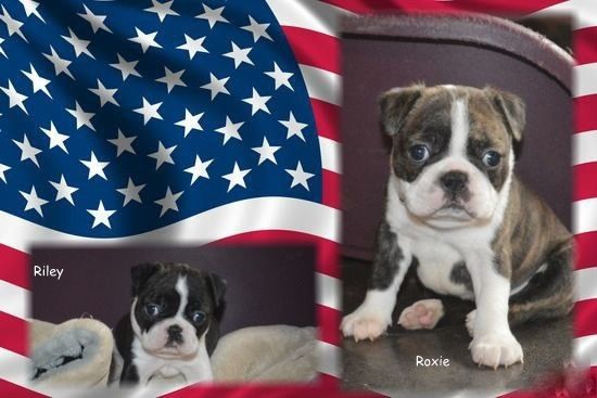 de la Closerie Deval - Chiots Boston Terriers de 5 semaines