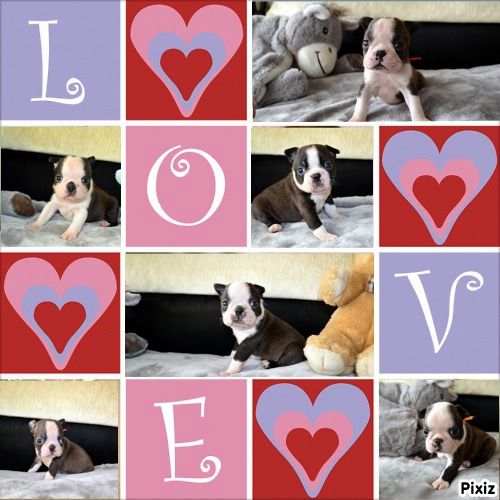 de la Closerie Deval - BBs Boston Terriers