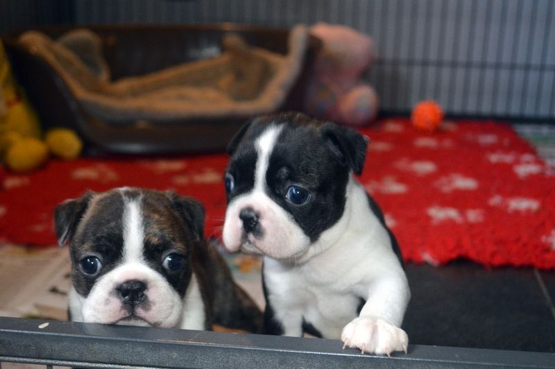 de la Closerie Deval - Chiots Boston Terriers de 1 mois