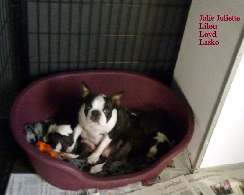 de la Closerie Deval - Boston Terrier - Portée née le 03/09/2015