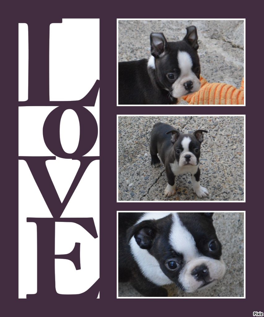 de la Closerie Deval - Boston Terrier - Portée née le 19/06/2022
