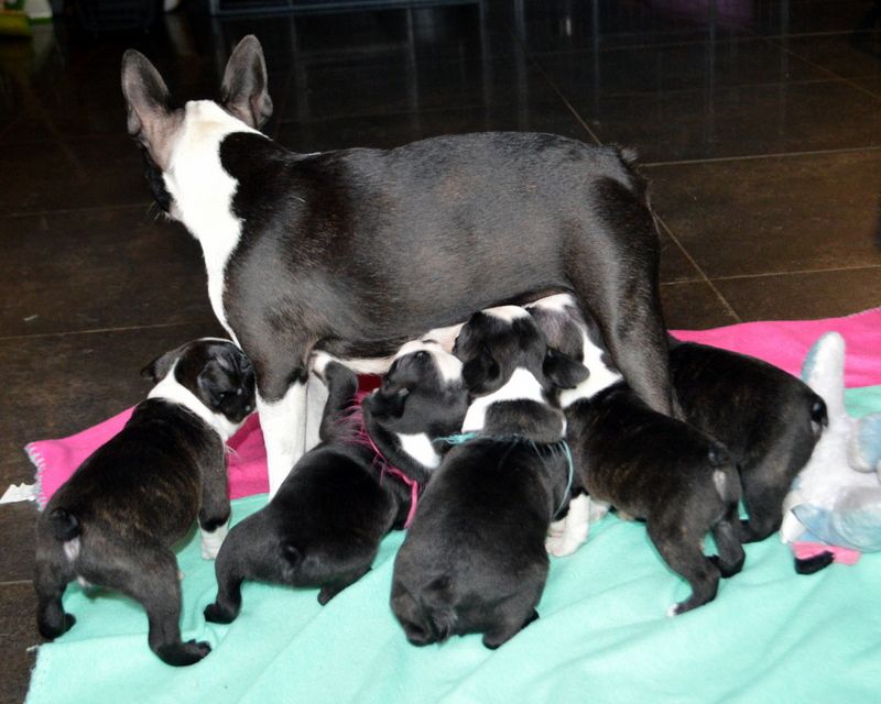 de la Closerie Deval - Boston Terrier - Portée née le 04/10/2018