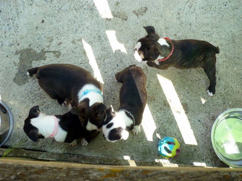 Chiot Boston Terrier de la Closerie Deval
