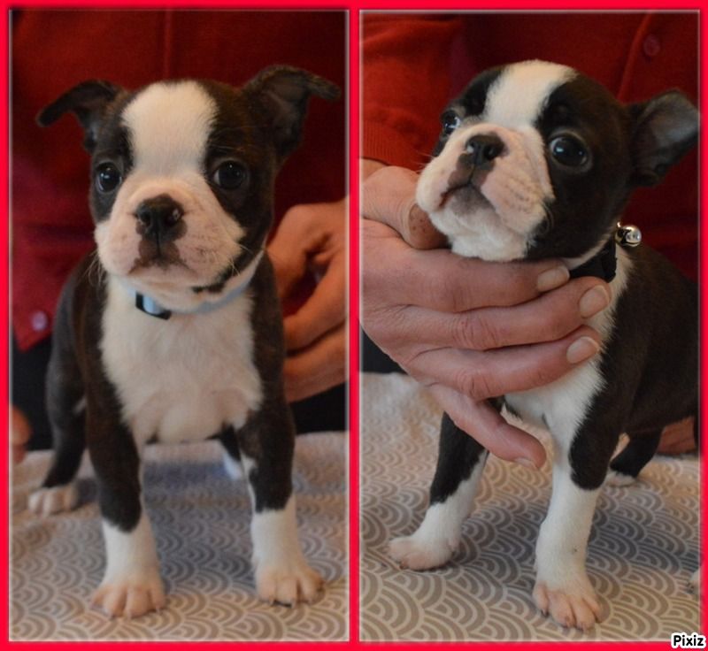de la Closerie Deval - Boston Terrier - Portée née le 27/01/2021