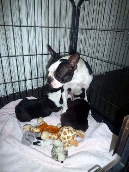 de la Closerie Deval - Boston Terrier - Portée née le 22/10/2016