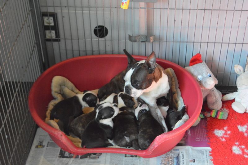 de la Closerie Deval - Boston Terrier - Portée née le 19/07/2019