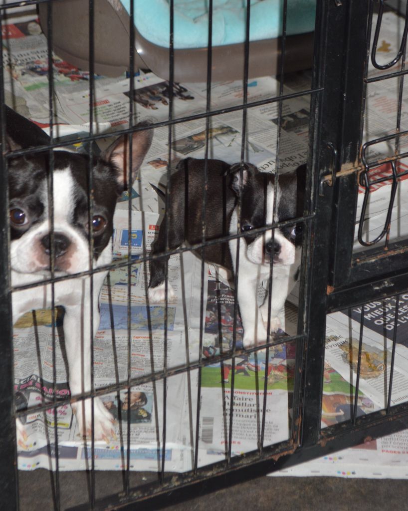 de la Closerie Deval - Boston Terrier - Portée née le 12/11/2022