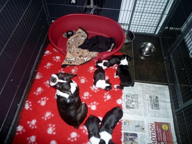 de la Closerie Deval - Boston Terrier - Portée née le 18/03/2016