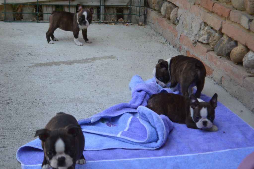 Chiot Boston Terrier de la Closerie Deval