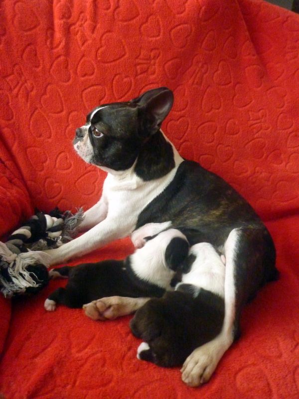 de la Closerie Deval - Boston Terrier - Portée née le 04/03/2017