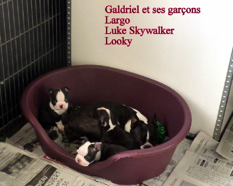 de la Closerie Deval - Boston Terrier - Portée née le 26/08/2015
