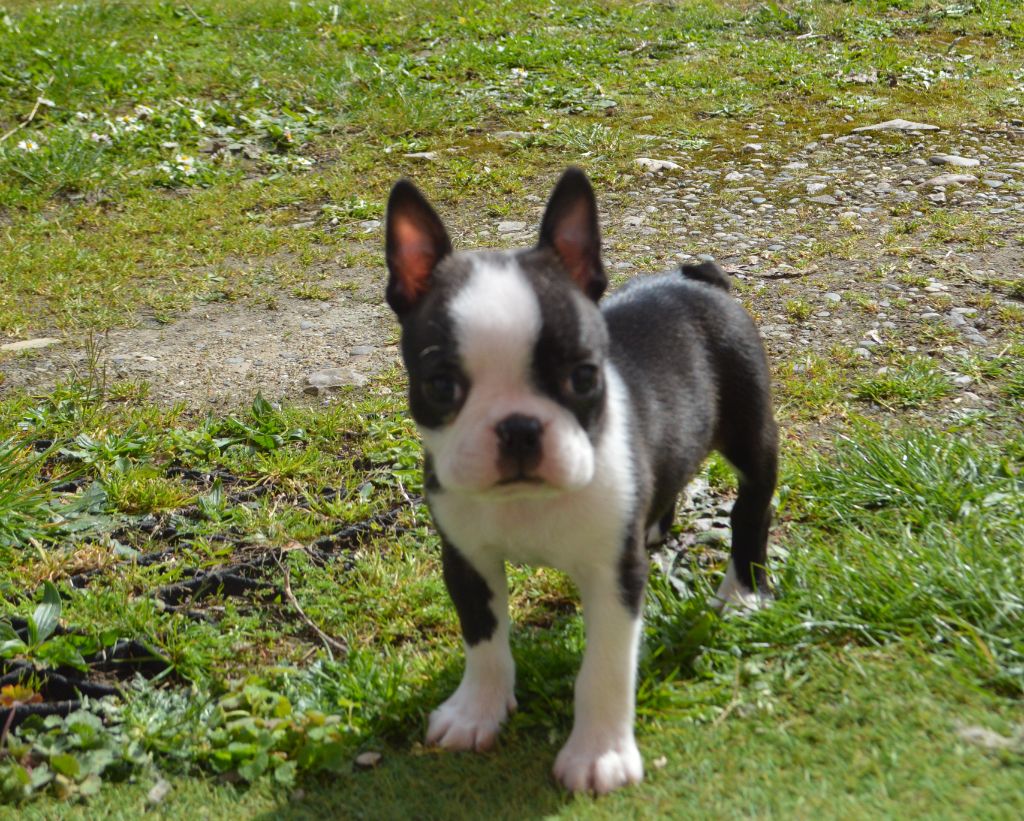 de la Closerie Deval - Boston Terrier - Portée née le 14/01/2022