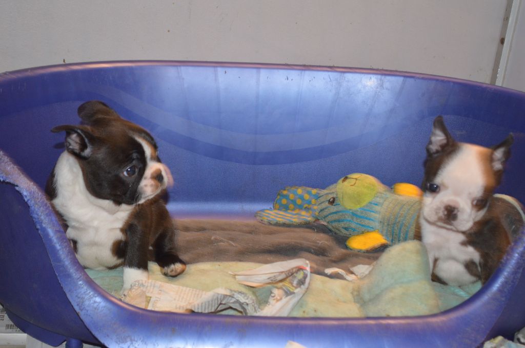 de la Closerie Deval - Boston Terrier - Portée née le 26/11/2022