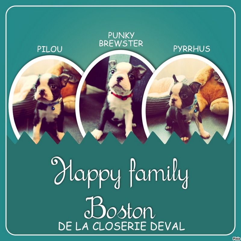 Chiot Boston Terrier de la Closerie Deval
