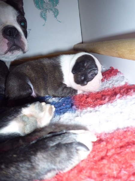 de la Closerie Deval - Boston Terrier - Portée née le 30/11/2015