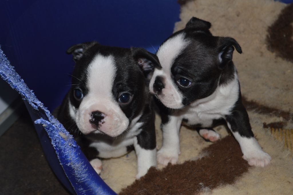 de la Closerie Deval - Boston Terrier - Portée née le 01/02/2023