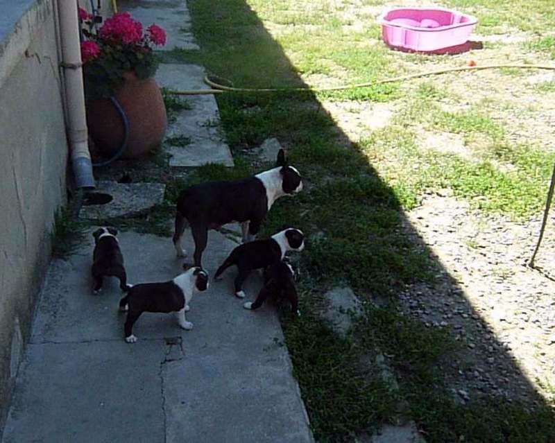 de la Closerie Deval - Boston Terrier - Portée née le 02/07/2017