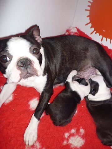 de la Closerie Deval - Boston Terrier - Portée née le 21/02/2014