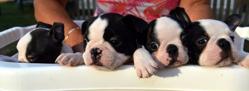 de la Closerie Deval - Boston Terrier - Portée née le 16/07/2017