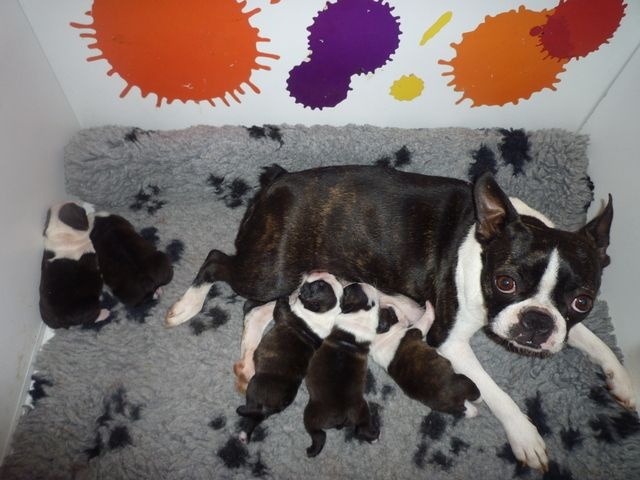 de la Closerie Deval - Boston Terrier - Portée née le 04/08/2014