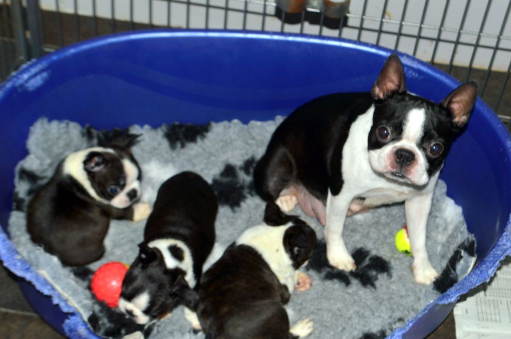 de la Closerie Deval - Boston Terrier - Portée née le 20/10/2023