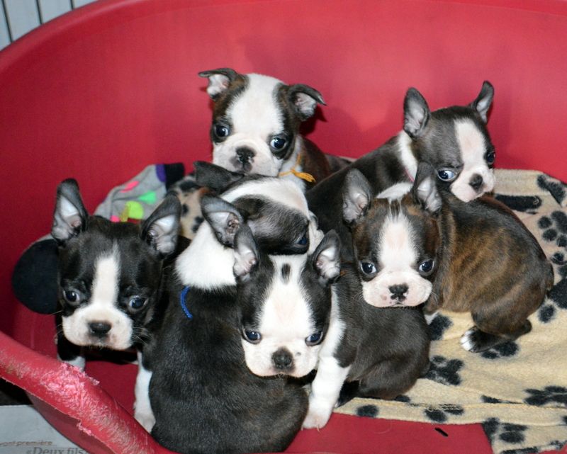 de la Closerie Deval - Boston Terrier - Portée née le 05/12/2018