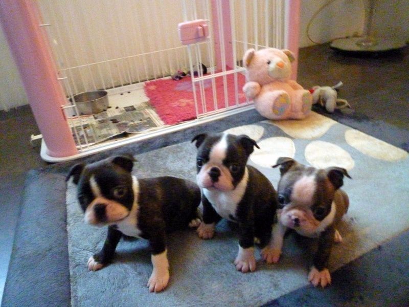 de la Closerie Deval - Boston Terrier - Portée née le 01/09/2017